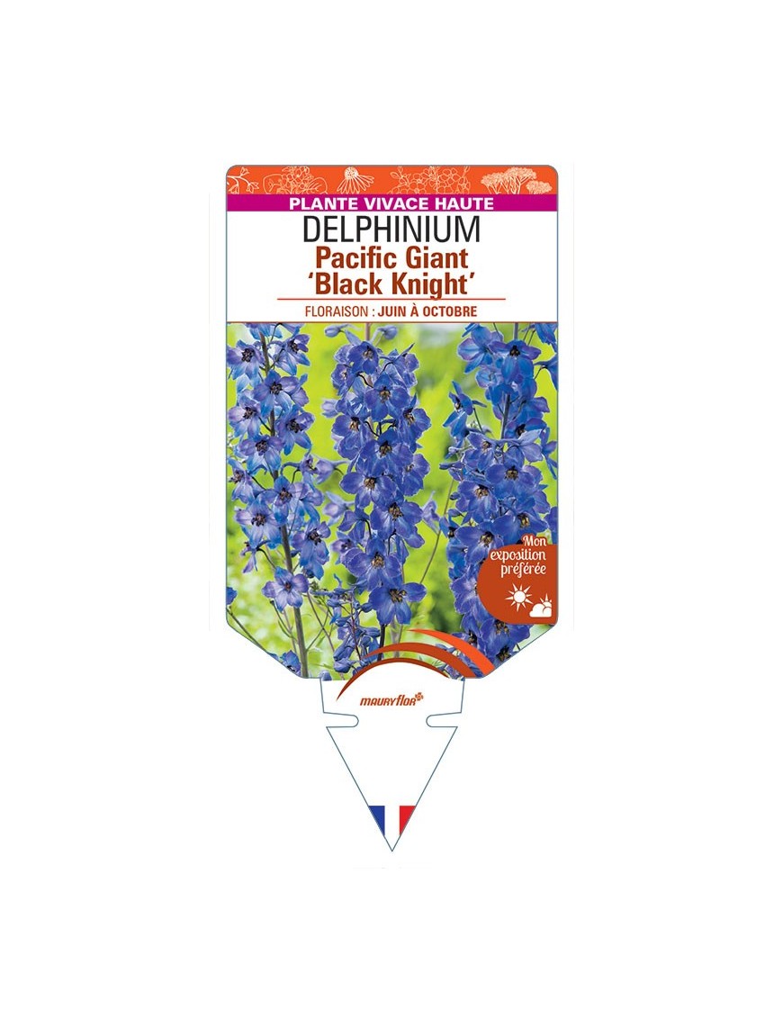 DELPHINIUM Pacific Giant 'Black Knight' (violet œil noir) *