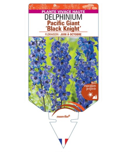 DELPHINIUM Pacific Giant 'Black Knight' (violet œil noir) *
