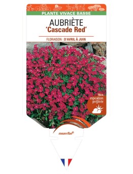 AUBRIETA Cascade Red
