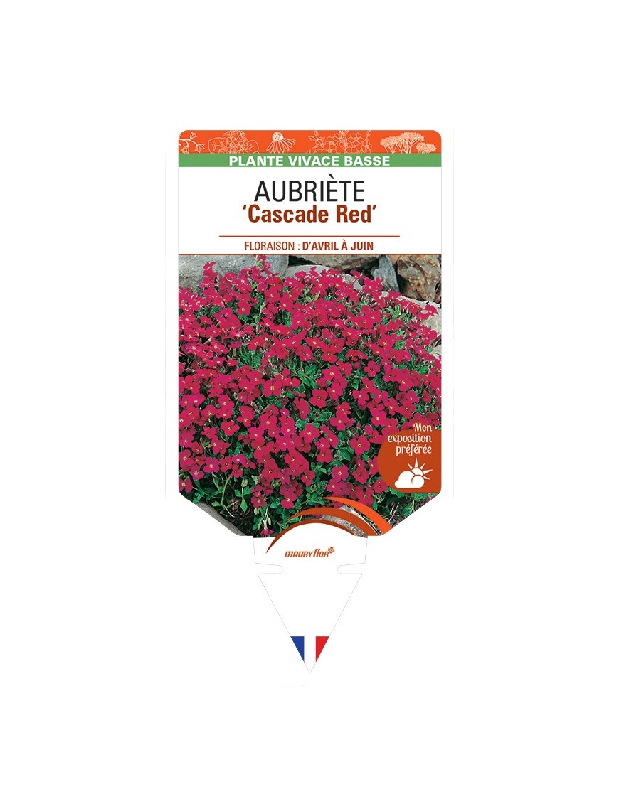 AUBRIETA Cascade Red