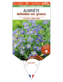 AUBRIETA deltoidea var. graeca