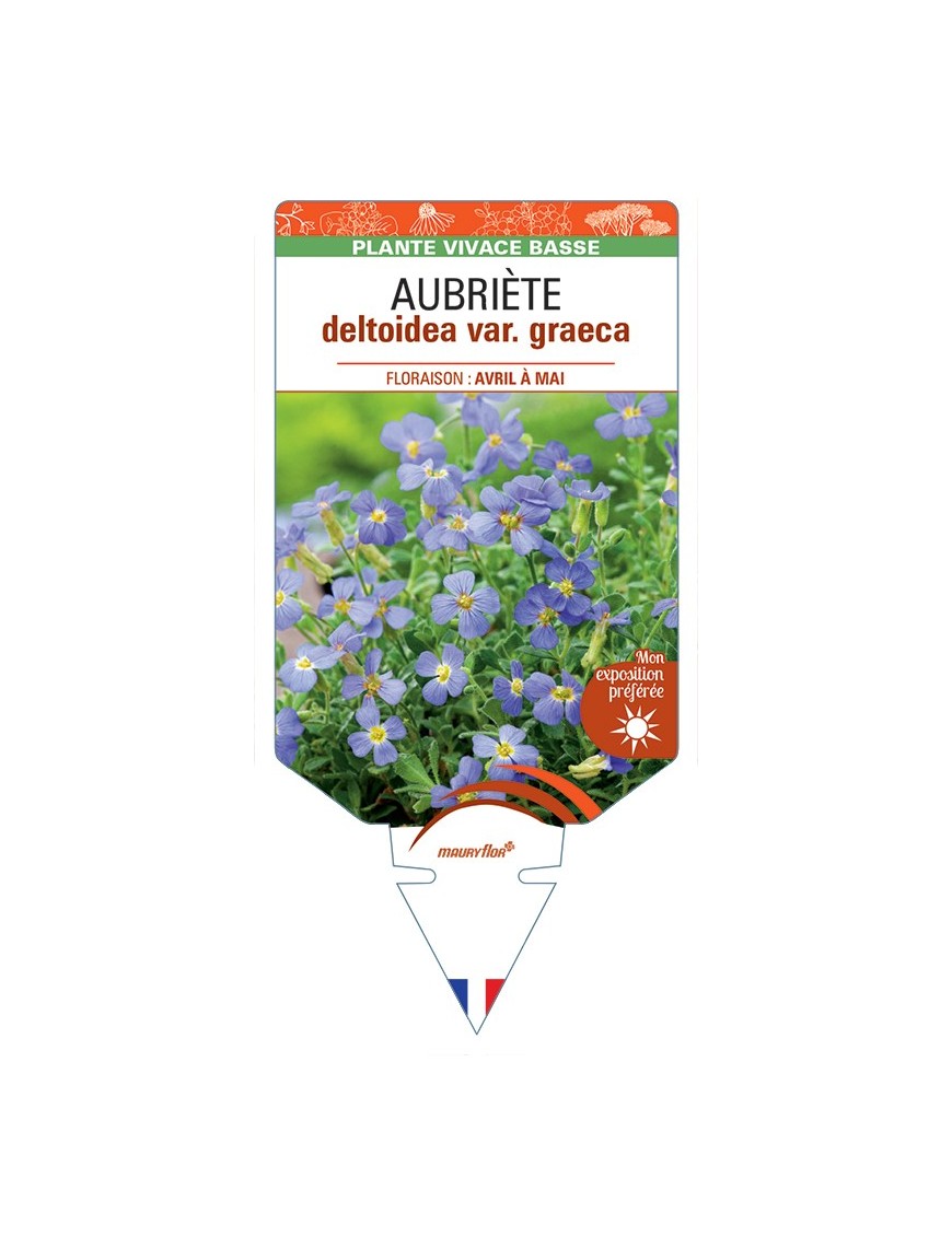 AUBRIETA deltoidea var. graeca