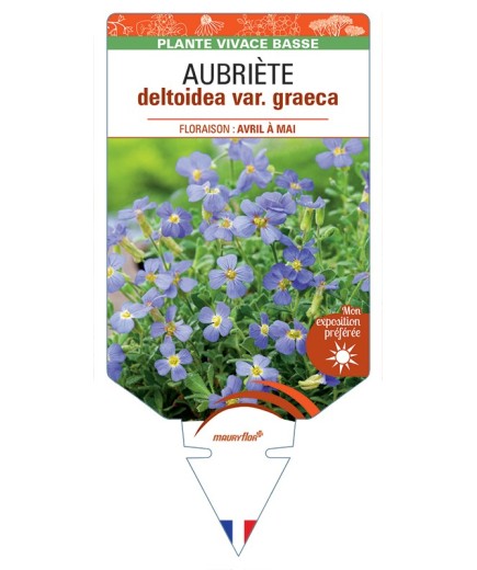 AUBRIETA deltoidea var. graeca