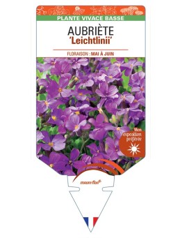 AUBRIETA Leichtlinii