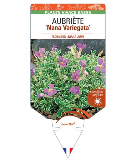 AUBRIETA Nana Variegata