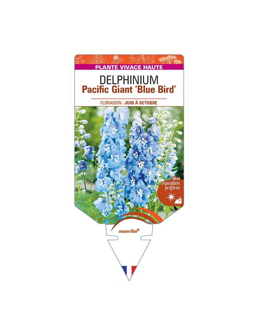 DELPHINIUM Pacific Giant 'Blue Bird' (bleu soutenu œil blanc) *