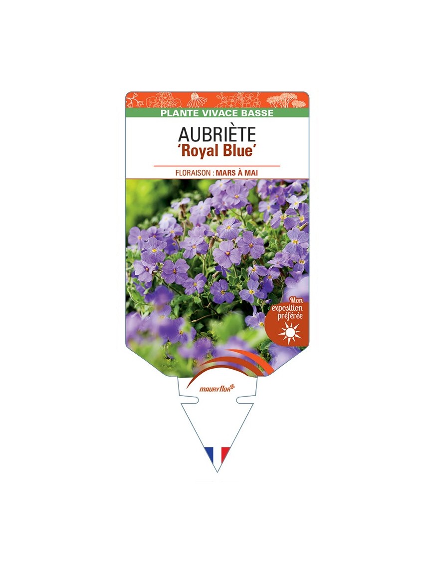 AUBRIETA Royal Blue