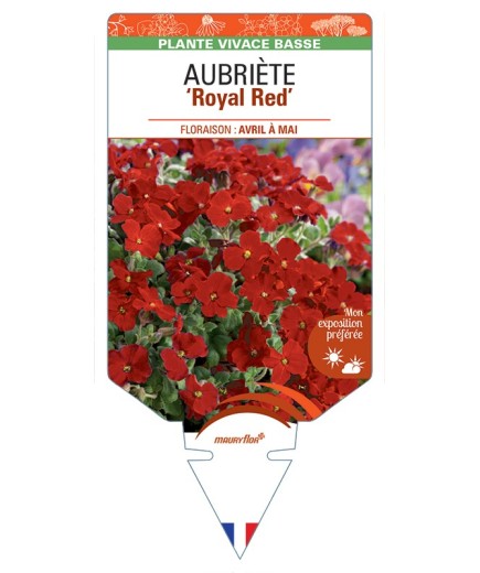 AUBRIETA Royal Red