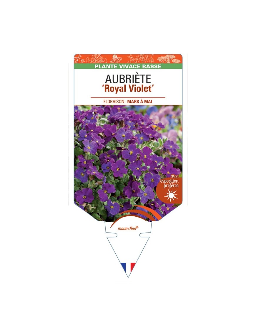 AUBRIETA Royal Violet