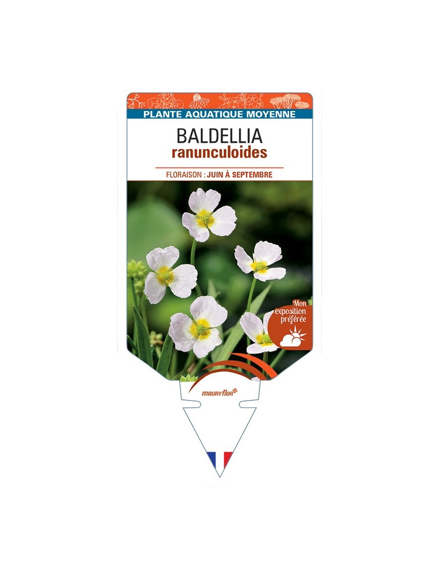 BALDELLIA ranunculoides