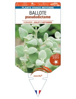 BALLOTA pseudodictamnus