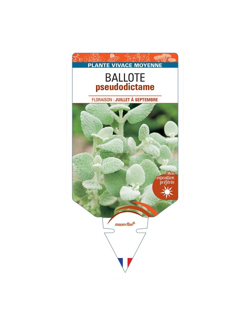 BALLOTA pseudodictamnus