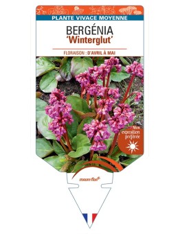 BERGENIA (cordifolia) Winterglut