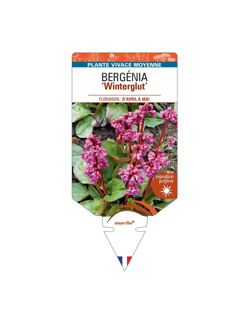 BERGENIA (cordifolia) Winterglut