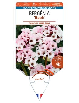 BERGENIA Bach