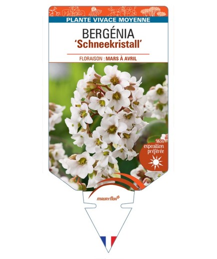 BERGENIA Schneekristall