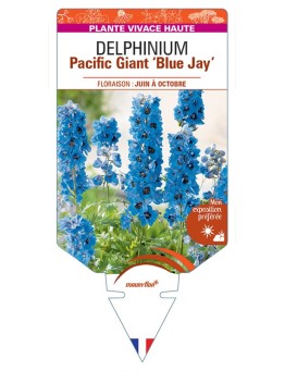 DELPHINIUM Pacific Giant 'Blue Jay' (bleu roi œil noir) *