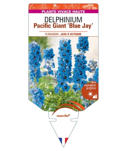 DELPHINIUM Pacific Giant 'Blue Jay' (bleu roi œil noir) *