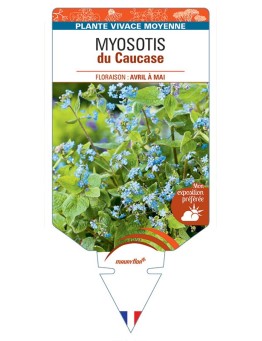 BRUNNERA (bleu) voir MYOSOTIS du Caucase