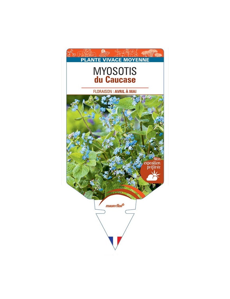 BRUNNERA (bleu) voir MYOSOTIS du Caucase