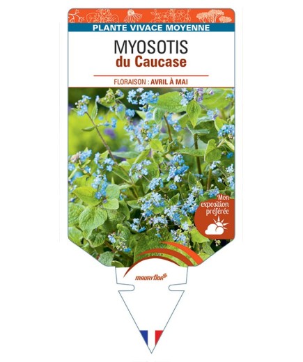 BRUNNERA (bleu) voir MYOSOTIS du Caucase
