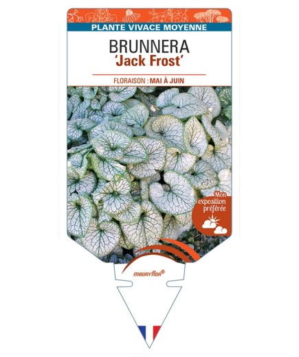 BRUNNERA (macrophylla) Jack Frost