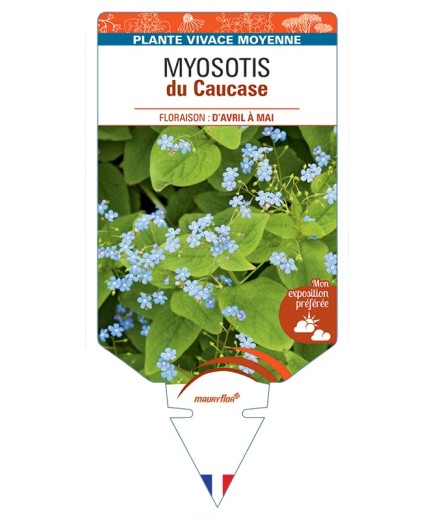 BRUNNERA macrophylla voir Myosotis du Caucase