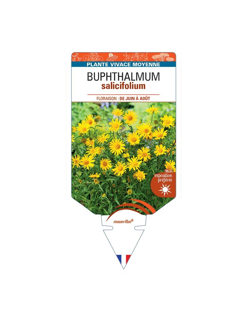 BUPHTHALMUM salifolium