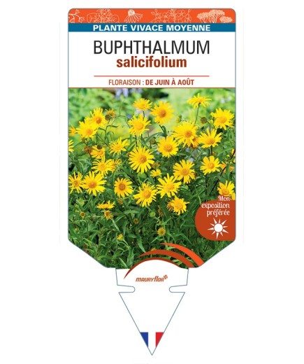 BUPHTHALMUM salifolium