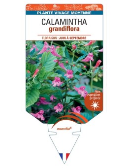 CALAMINTHA GRANDIFLORA