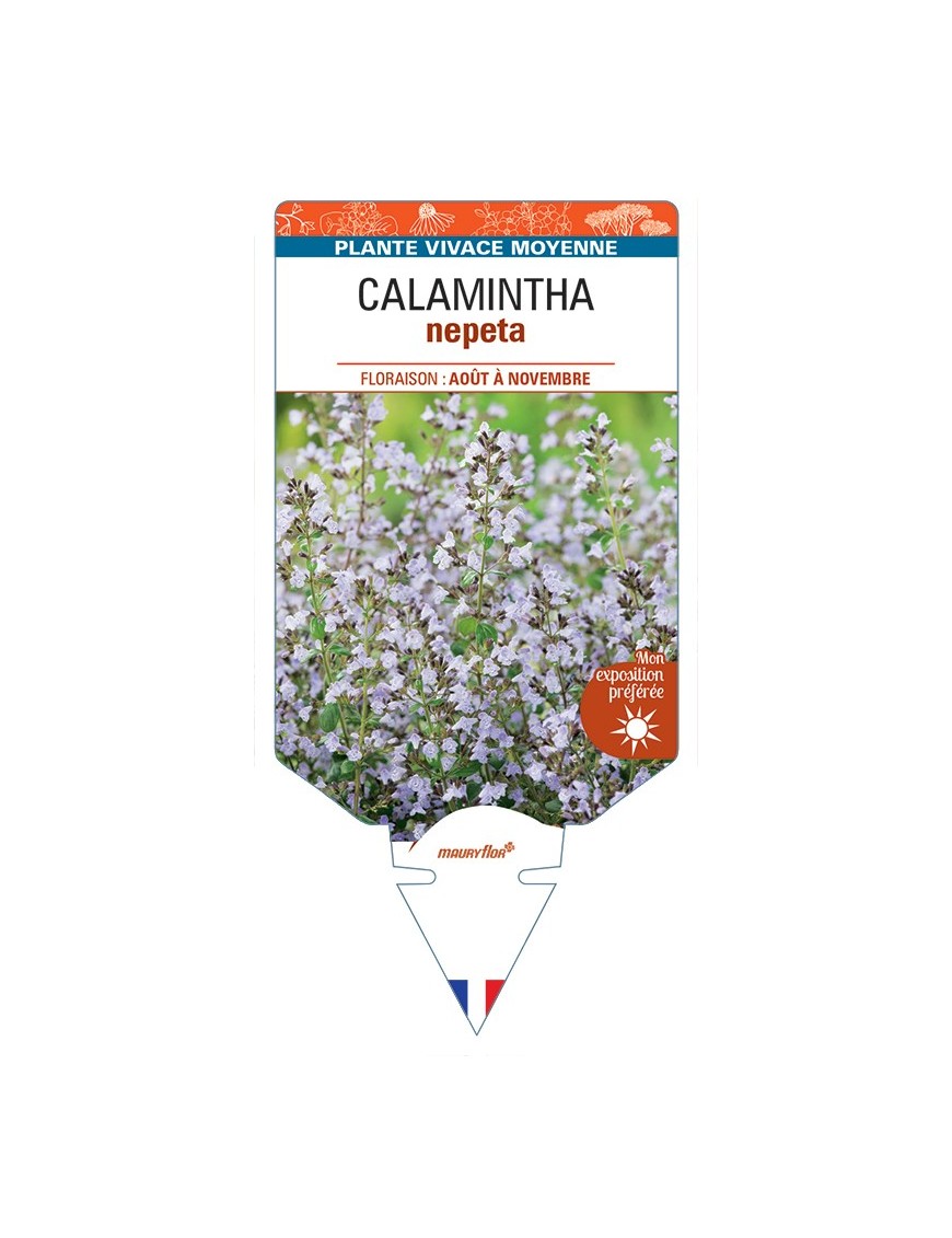 CALAMINTHA nepeta