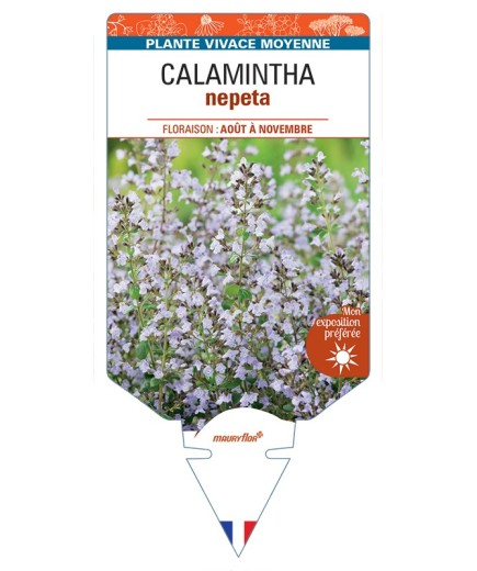 CALAMINTHA nepeta