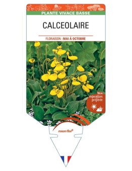 CALCEOLARIA BIFLORA (jaune)