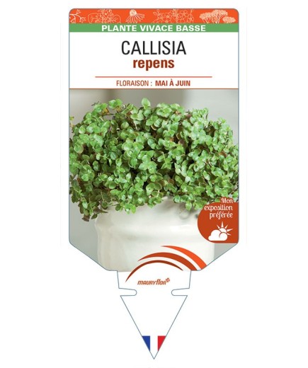 CALLISIA repens