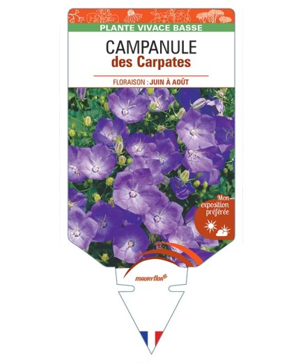 CAMPANULA (carpatica) voir Campanule des Carpates (bleu)