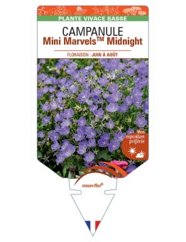 CAMPANULA (carpatica) Mini MarvelsTM Midnight