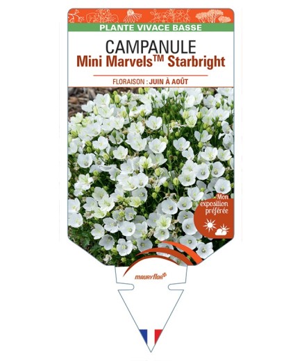 CAMPANULA (carpatica) Mini MarvelsTM Starbright
