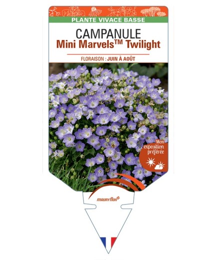 CAMPANULA (carpatica) Mini MarvelsTM Twilight