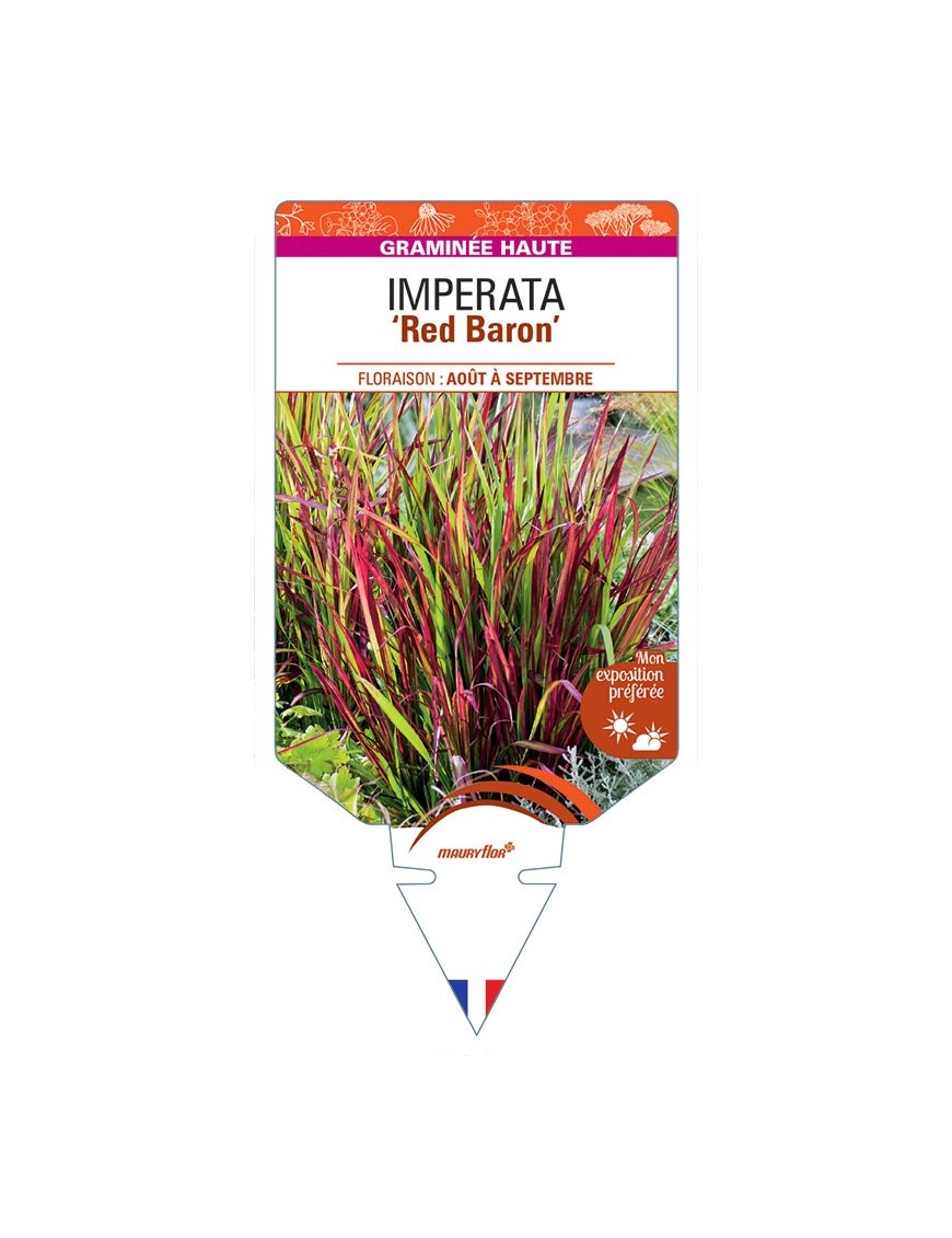 IMPERATA 'Red Baron' *
