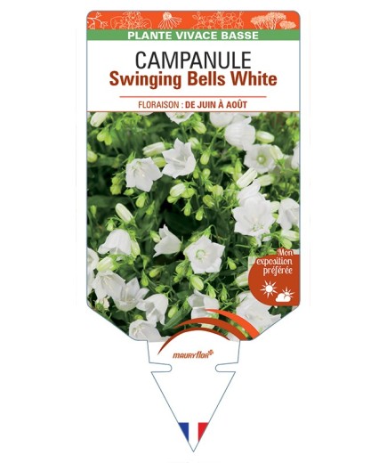 CAMPANULA (cochleriifolia) Swinging Bells White