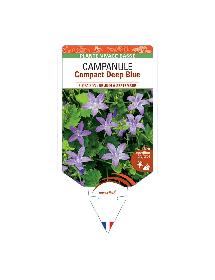 CAMPANULA (portenschlagiana) Compact Deep Blue