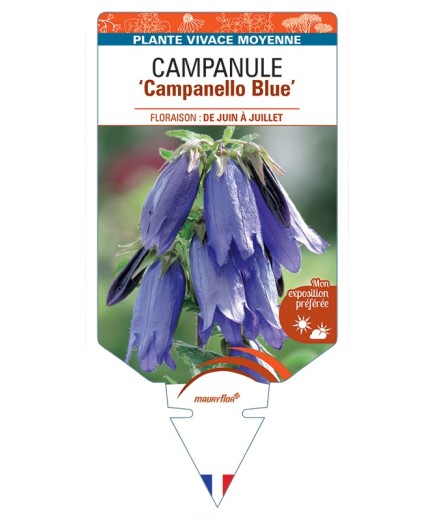 CAMPANULA Campanello Blue