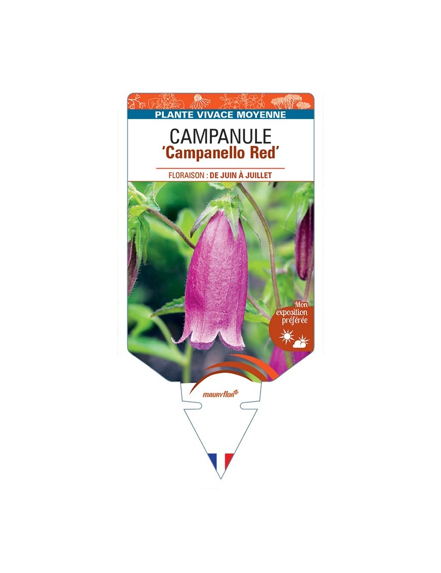 CAMPANULA Campanello Red