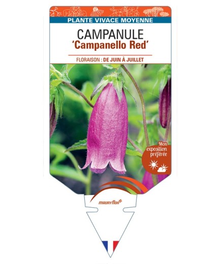 CAMPANULA Campanello Red