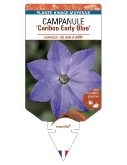 CAMPANULA Cariboo Early Blue