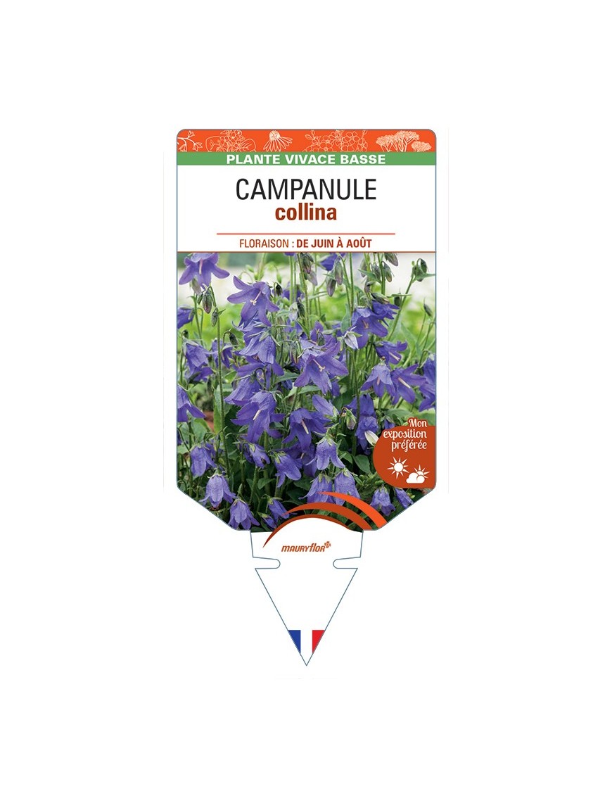 CAMPANULA collina