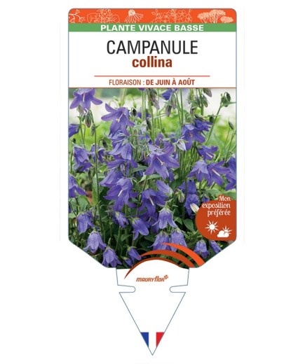 CAMPANULA collina