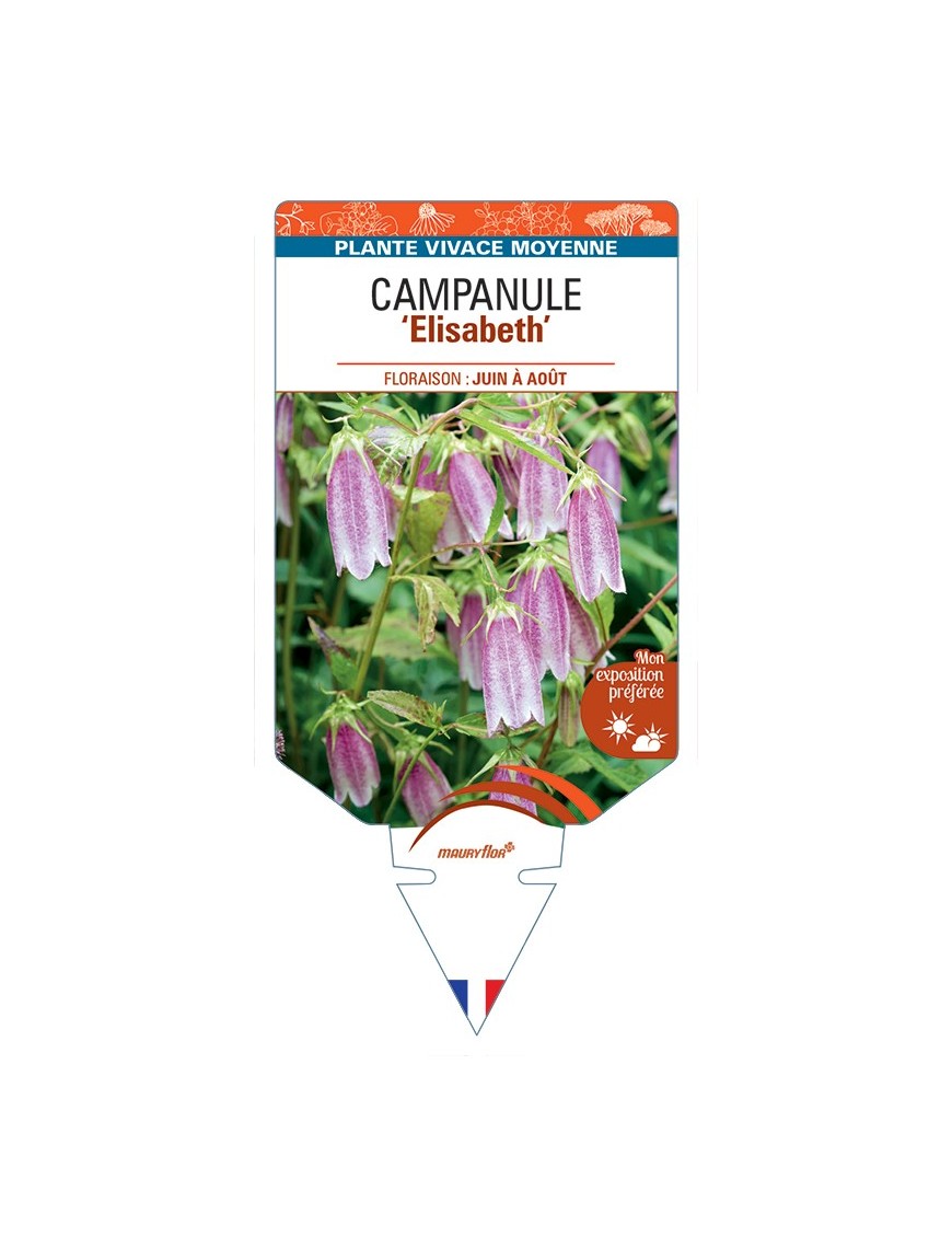 CAMPANULA Elizabeth