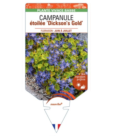 CAMPANULA étoilée Dicksons Gold