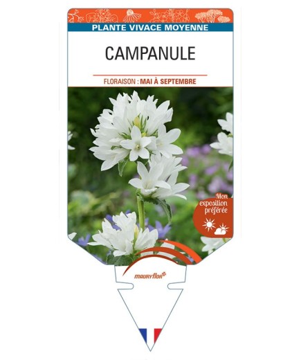 CAMPANULA GLOMERATA (blanc)